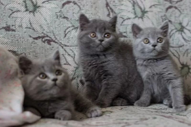 Британские котята (трое - мальчик и две девочки) хорошая родословная))